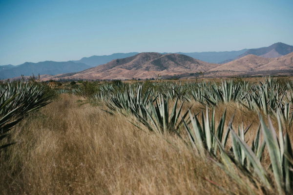 A vast plantation of green agave plants growing in the dry, golden foothills of the mountains in the Oaxaca Valley, Mexico, used to produce artisanal mezcal.