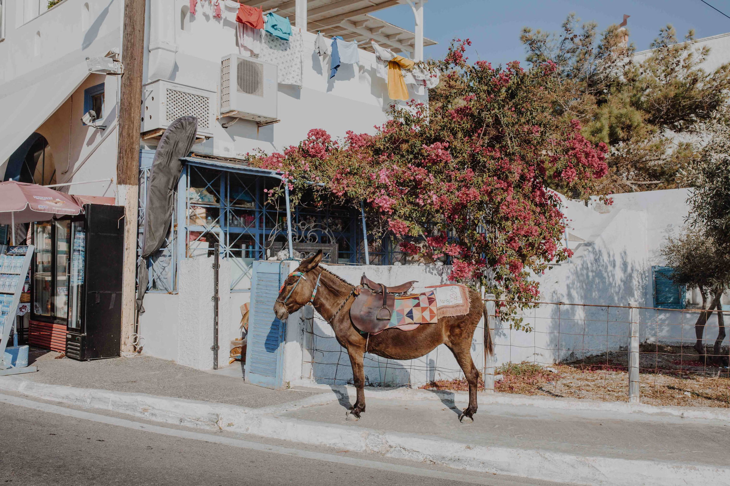 A saddled donkey stands in front of a white Greek house adorned with pink bougainvillea and colorful laundry drying on a line.