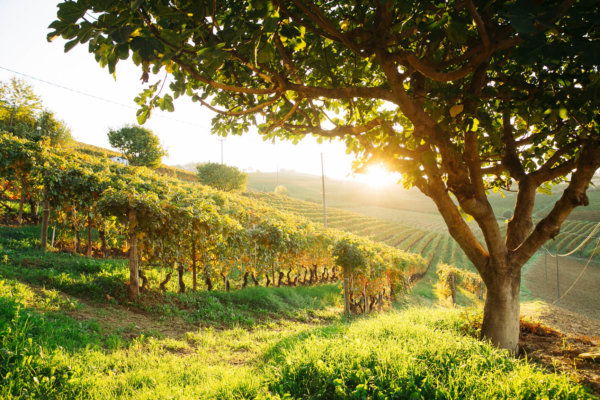 Sunlit vineyard rows in the Barolo wine region of Piedmont, Italy, framed by a fig tree