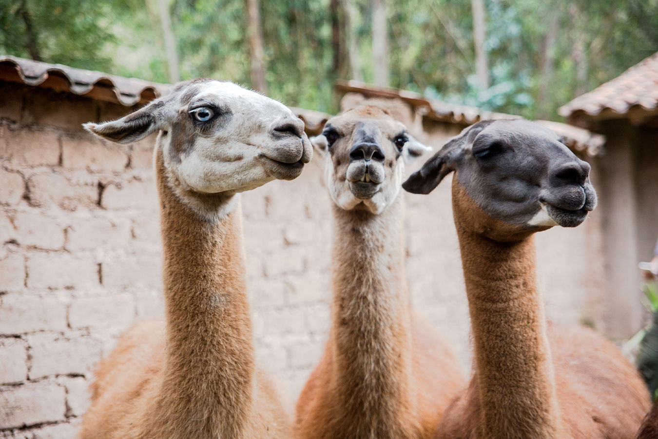 Three llamas curiously looking at the camera in a rural Andean village.