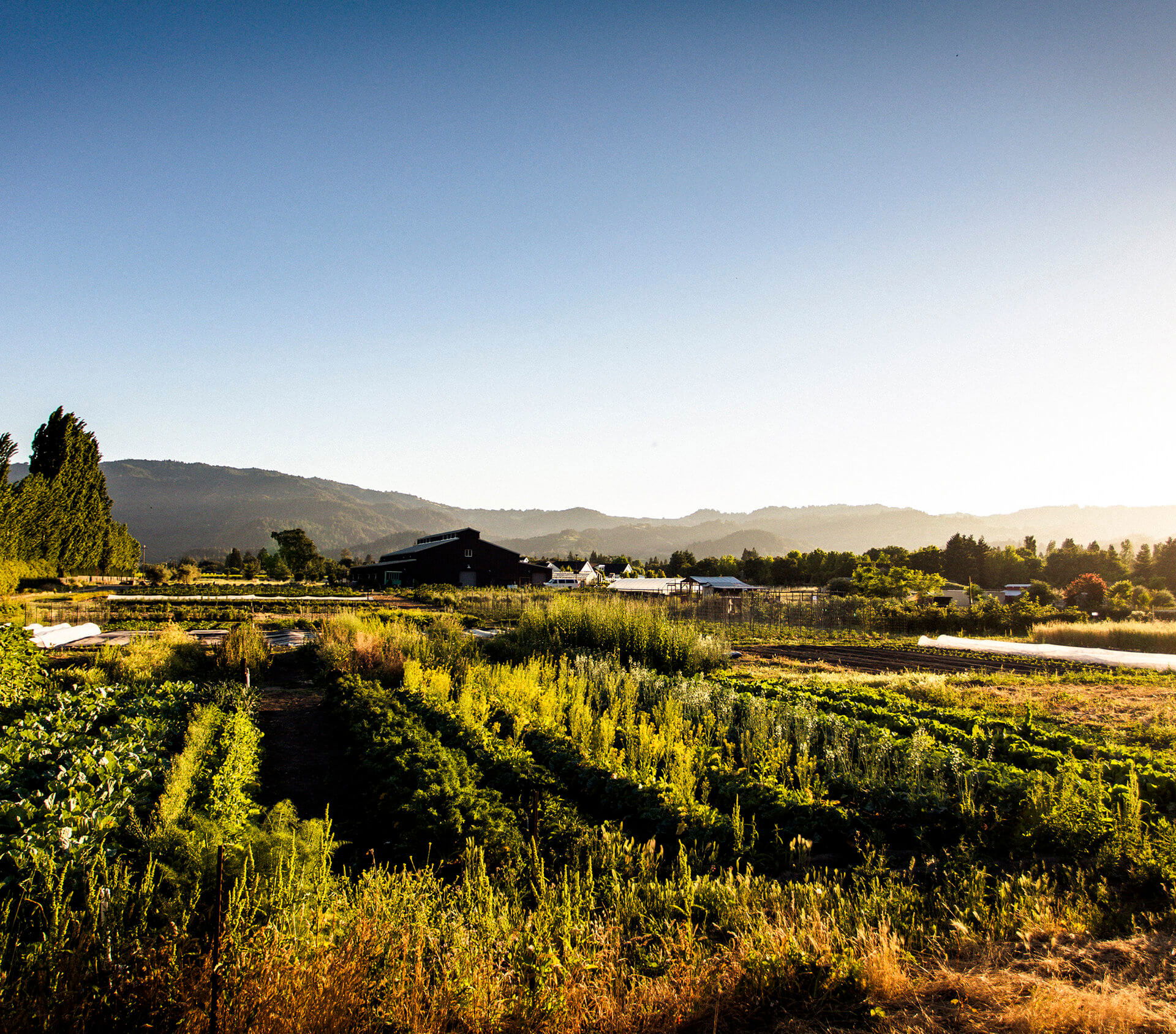 Napa & Sonoma with SingleThread Paragon