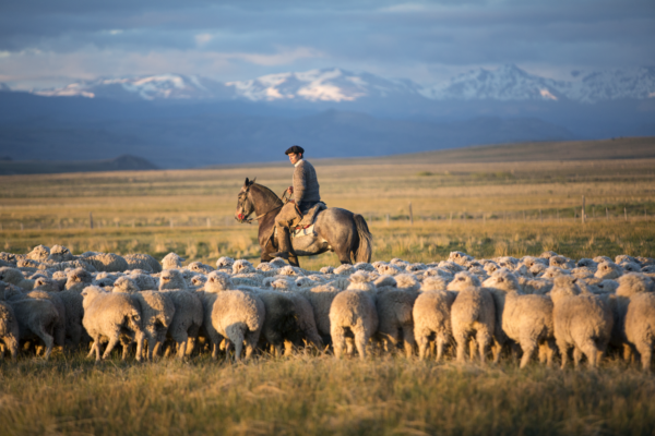 A traditional Argentine gaucho on horseback herding a large flock of sheep across the vast plains of Patagonia. The background features the dramatic, snow-capped peaks of the Andes Mountains under a soft twilight sky, capturing the authentic rural culture of South America.