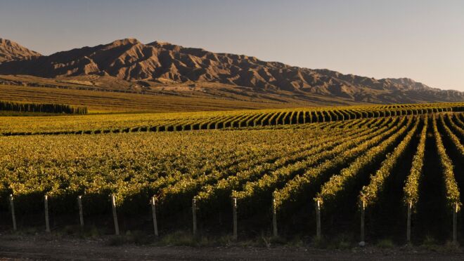 Golden hour sunlight illuminates rows of lush grapevines in a Mendoza vineyard, set against the dramatic, rugged peaks of the Andes Mountains in Argentina.