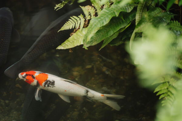 Kyoto 2023_ A colorful koi fish glides beneath ferns in a tranquil Kyoto garden pond, reflecting harmony and natural beauty.