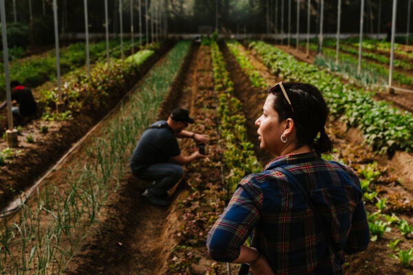 A Modern Adventure guest observes farm workers tending lettuce and onion rows during a Oaxaca culinary excursion