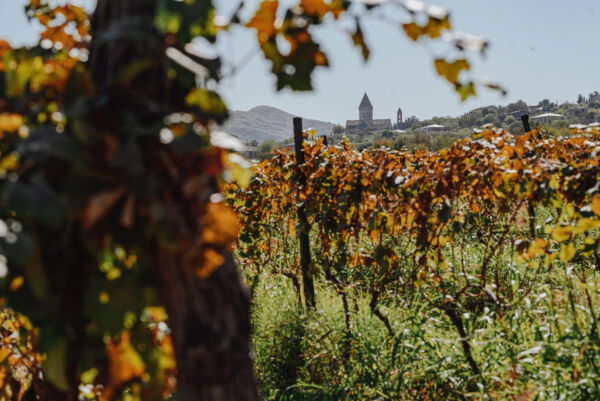 Autumn vineyard with Alaverdi Monastery in the distance, Kakheti, Georgia