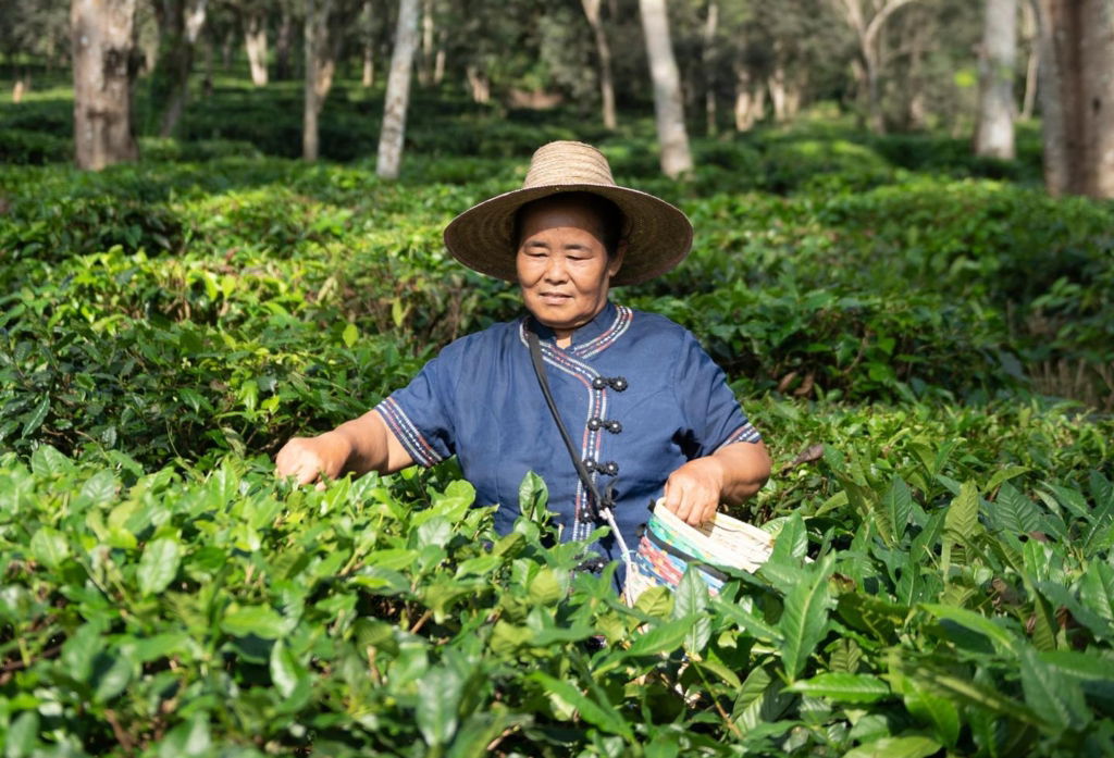 Thailand 2026_ A local tea farmer in traditional clothing picking fresh tea leaves under the morning sun in Chiang Rai’s lush plantations, reflecting Thailand’s rich agricultural heritage.