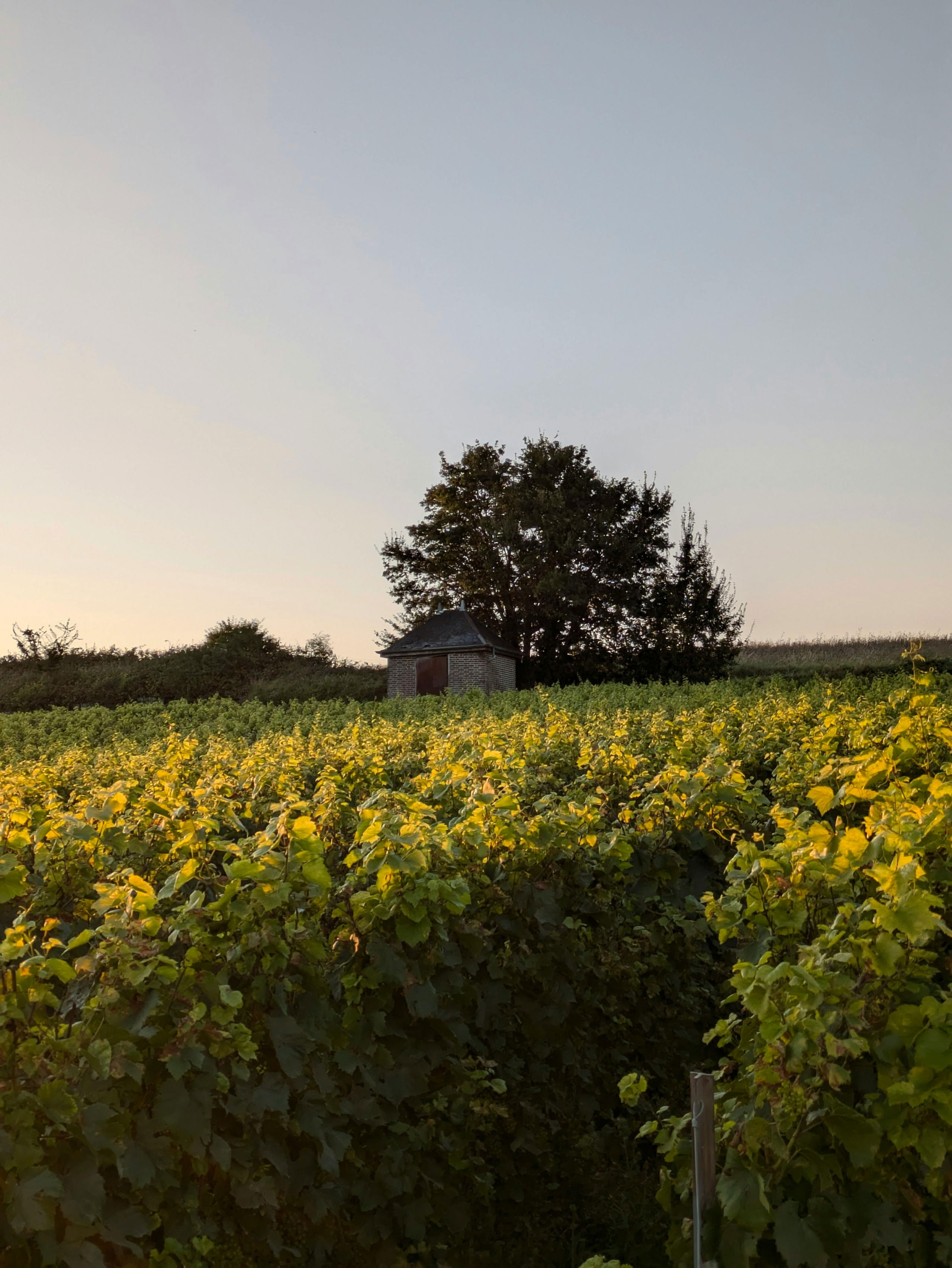 Burgundy with Adam & Jeanie Ritter
